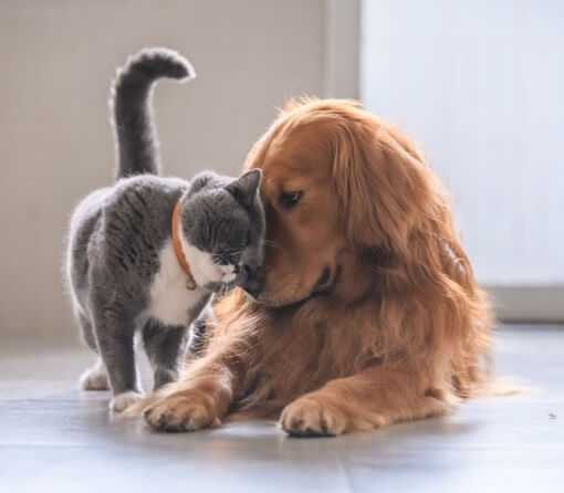 Gila Bioscience Veterinary Diagnostics Gila Bioscience Veterinary Diagnostics